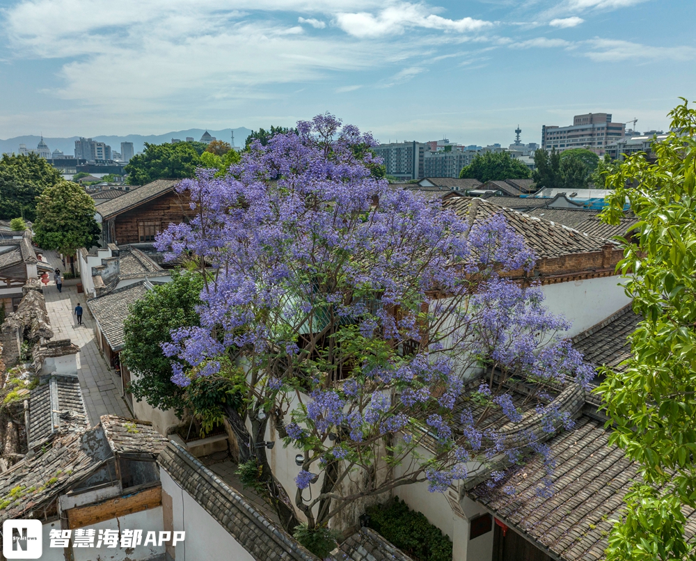 绝美！福州蓝花楹绽放，点缀不一样的初夏……