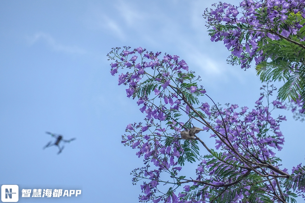 绝美！福州蓝花楹绽放，点缀不一样的初夏……