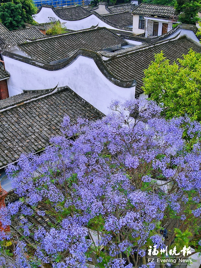 榕城“蓝花雨” 初夏“紫浪漫”
