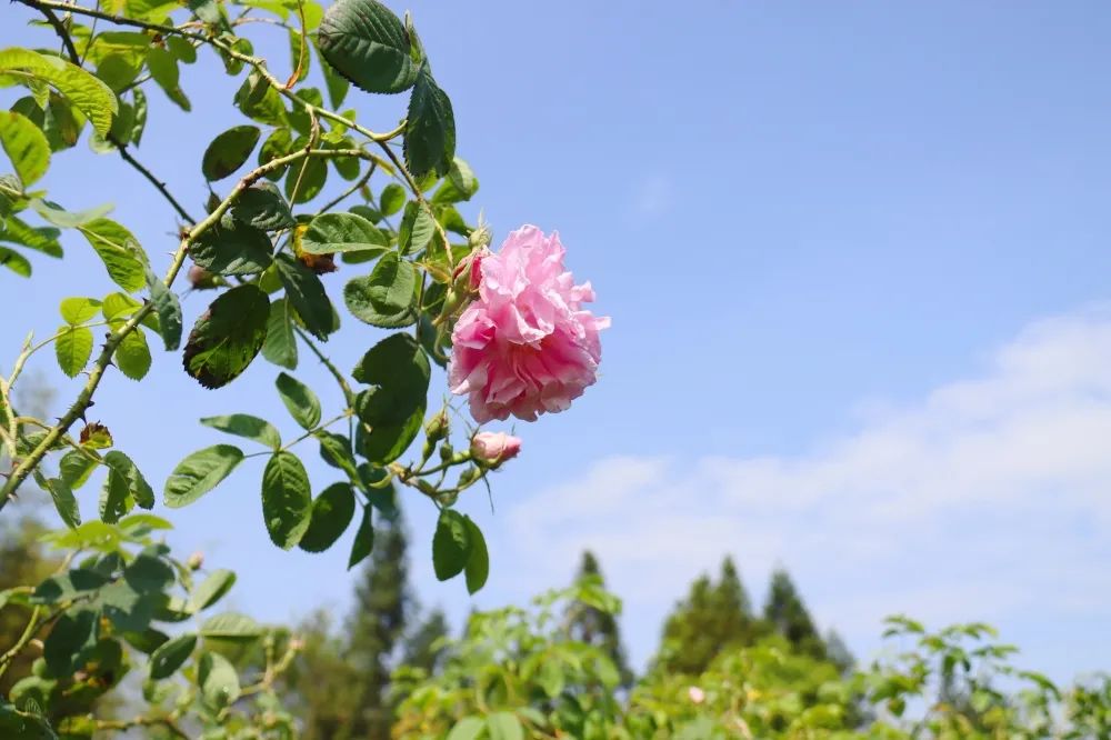 真香！永泰乡村靠种这个，让村民尝到“甜头”