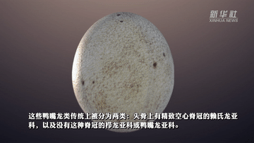 视频｜六千万年前的鸭嘴龙胚胎看上去有点萌