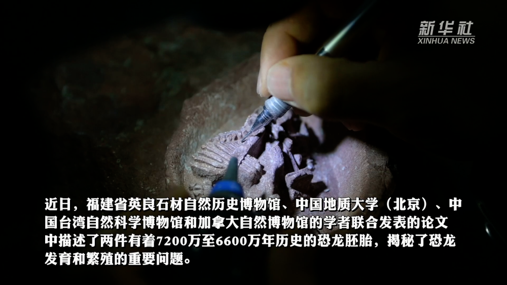 视频｜六千万年前的鸭嘴龙胚胎看上去有点萌