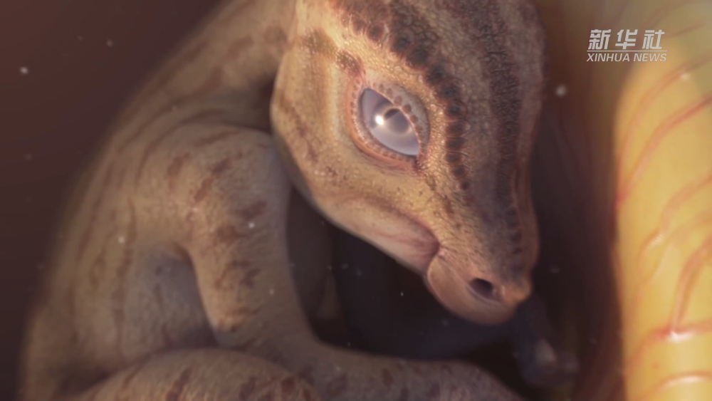 视频｜六千万年前的鸭嘴龙胚胎看上去有点萌