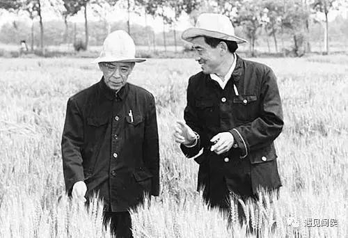 醉心科研、初心不改，走进故乡，走近“世纪麦翁”庄巧生院士的一生......