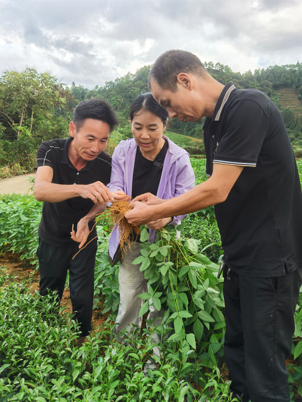 在茶园遇见油菜大豆：“茶科技”融入武夷万重茶山