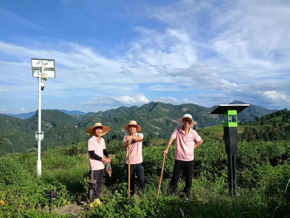 在茶园遇见油菜大豆：“茶科技”融入武夷万重茶山