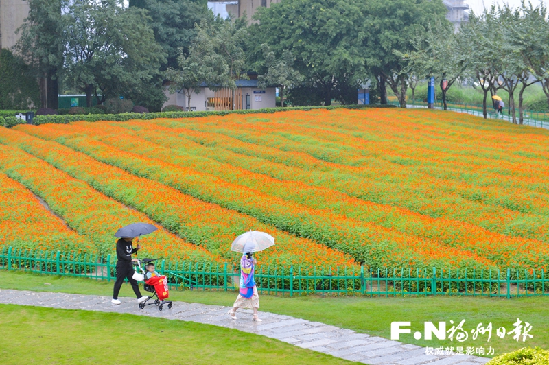波斯菊争艳、夏荷初绽 游客公园冒雨赏花热情不减