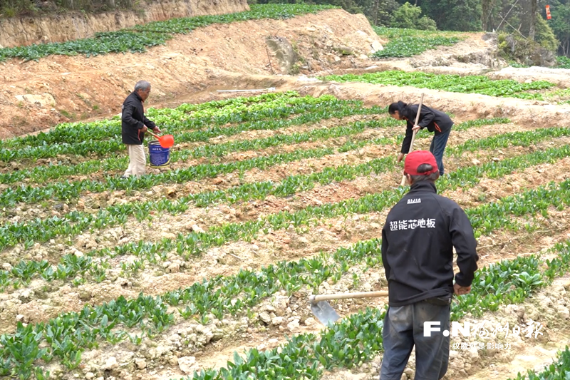 村企共建在晋安北峰山区收获共赢果实