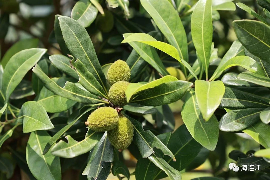 连江这里花开成海！现在去刚刚好！