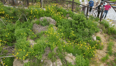 连江这里花开成海！现在去刚刚好！