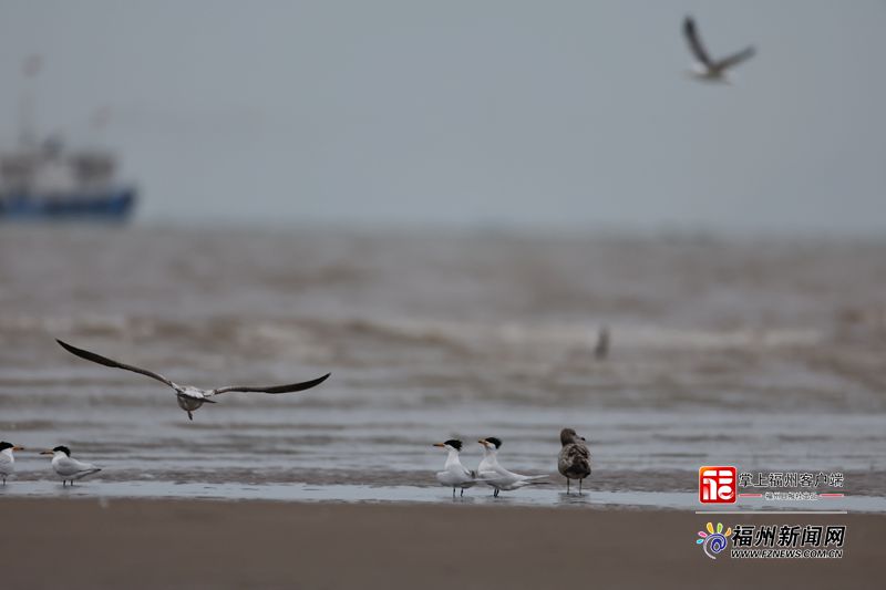 五城共发倡议 一切为了“神话之鸟”！