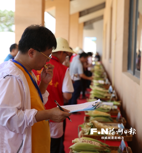 41种鲜食玉米在福州琅岐“摆擂台”