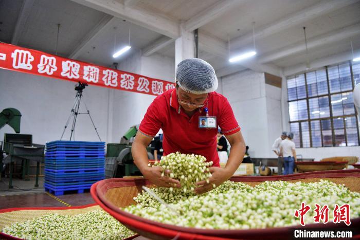 40名制茶师现场比拼福州茉莉花茶传统制作工艺