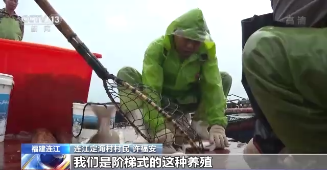 央视新闻关注福州连江真鲷鱼和牡蛎喜获丰收