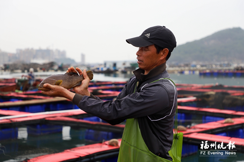 连江百万尾石斑鱼上市 产值上亿元