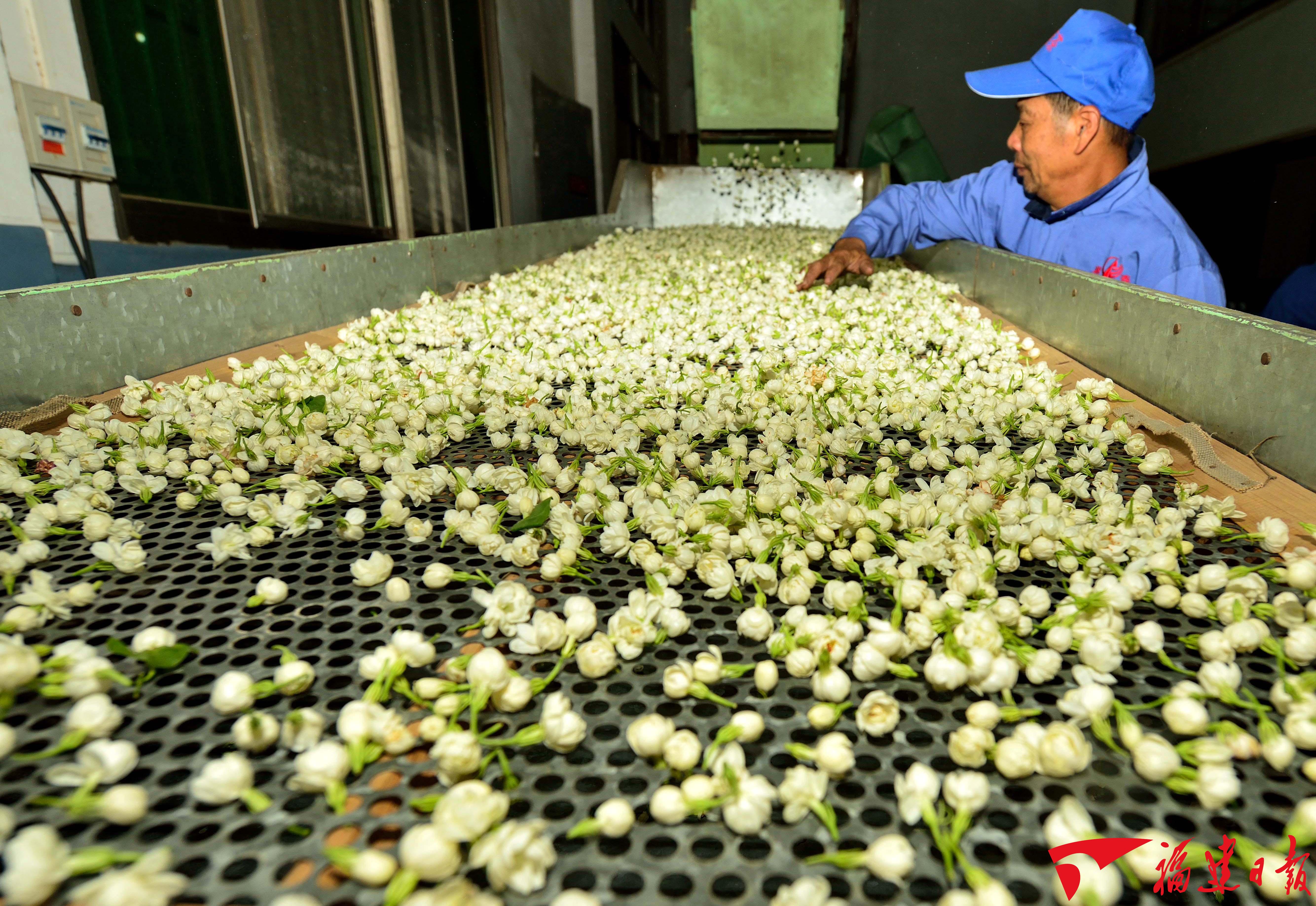 刚刚！福州茉莉花茶窨制工艺成功入选世界非遗