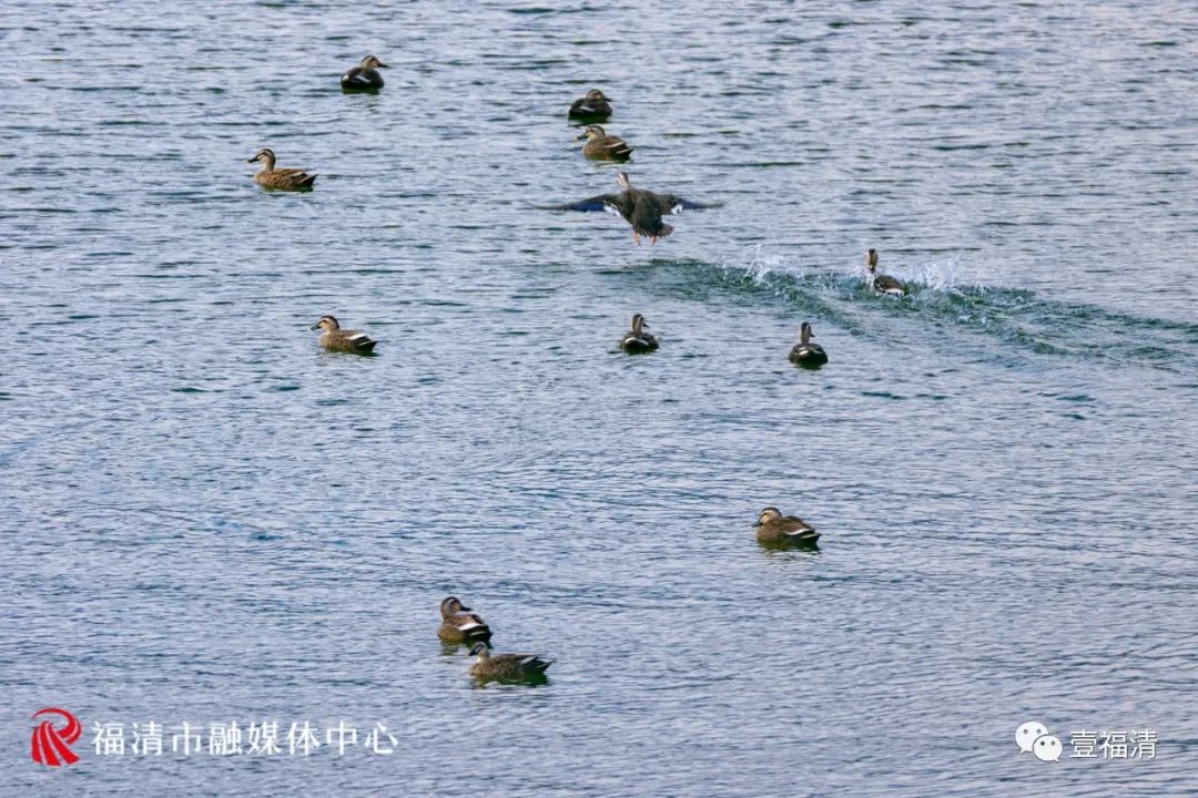 福清石竹湖上的这群客人，能飞，能浮，能潜……