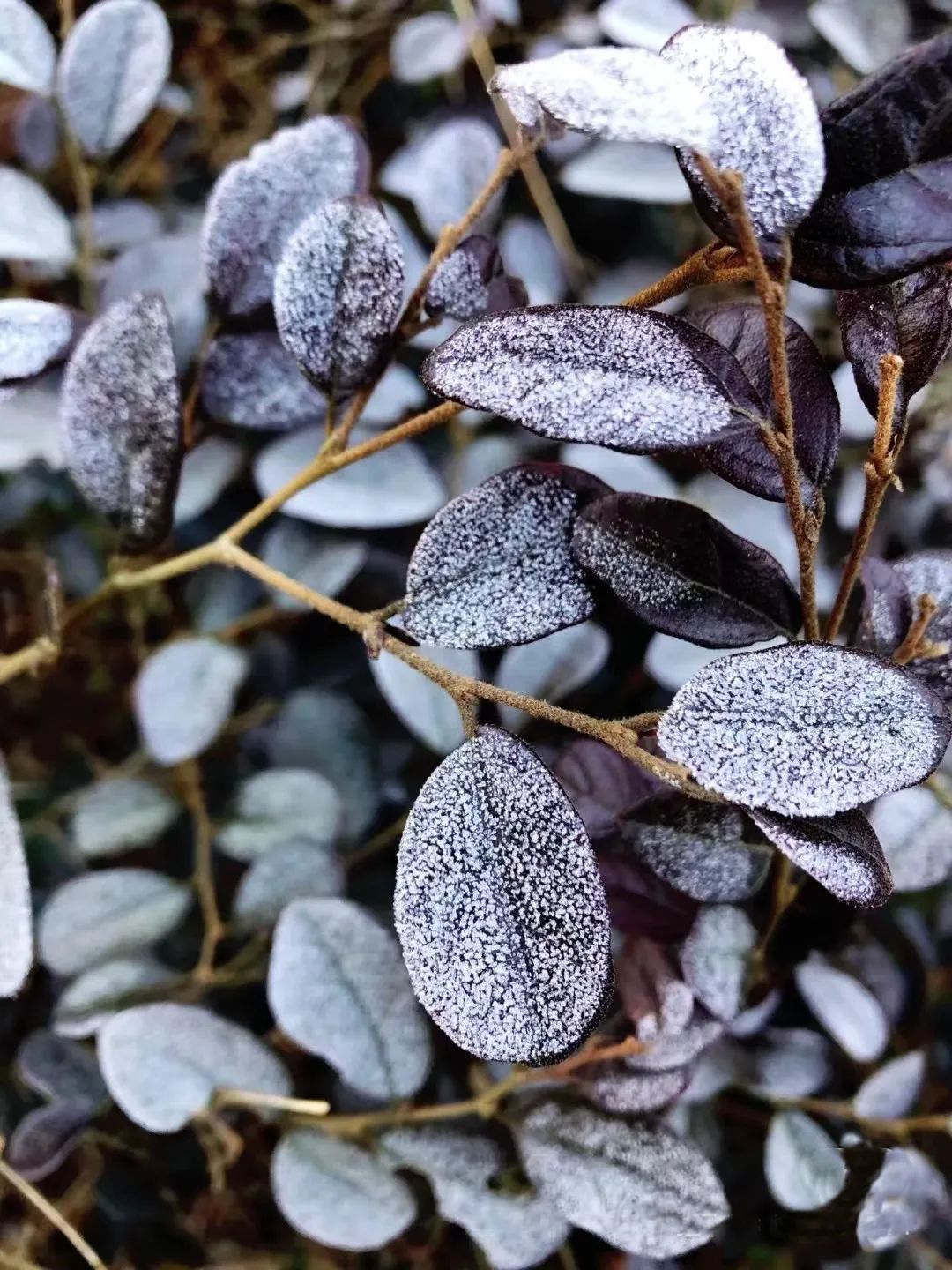 寒潮预警！福州明起大降温！鼓岭会下雪吗？