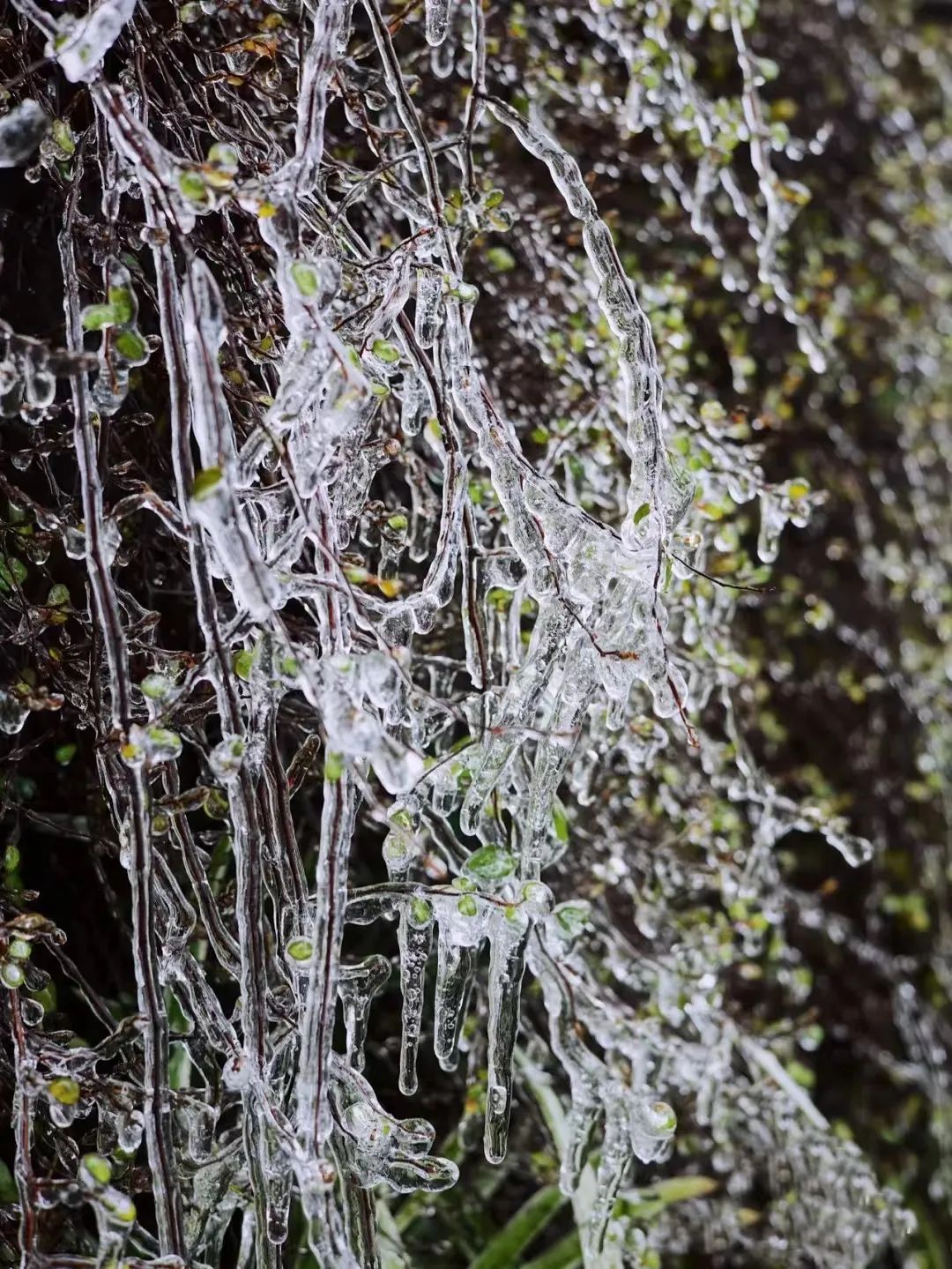 寒潮预警！福州明起大降温！鼓岭会下雪吗？