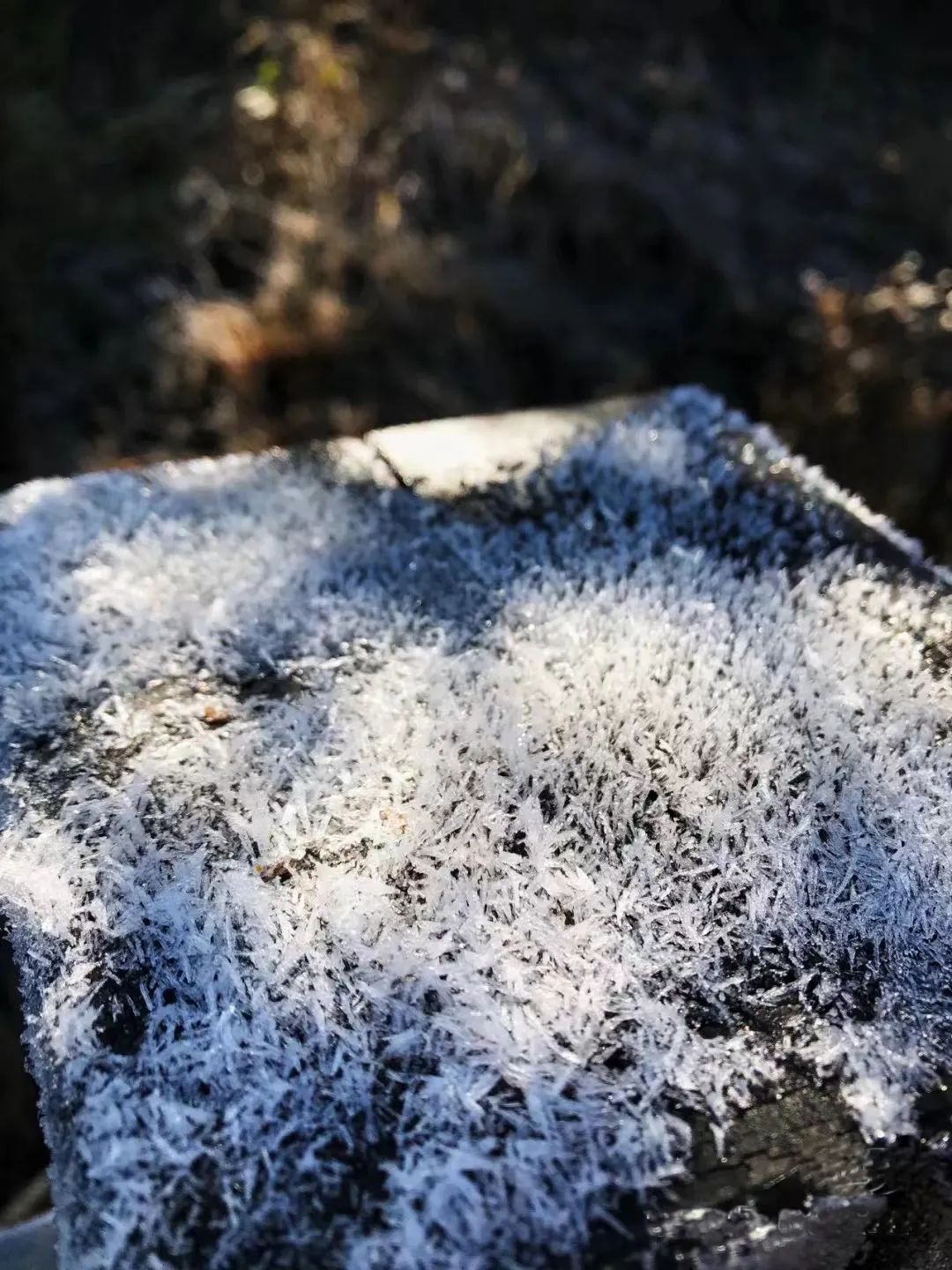 寒潮预警！福州明起大降温！鼓岭会下雪吗？