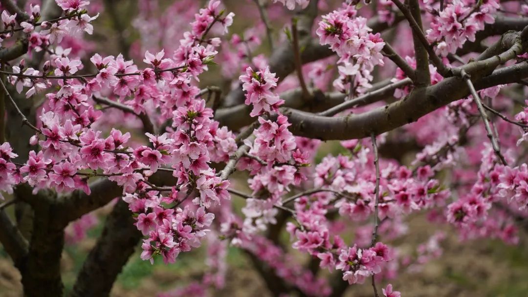 三月去闽清下祝，来一场“桃花源”式的乡村游！