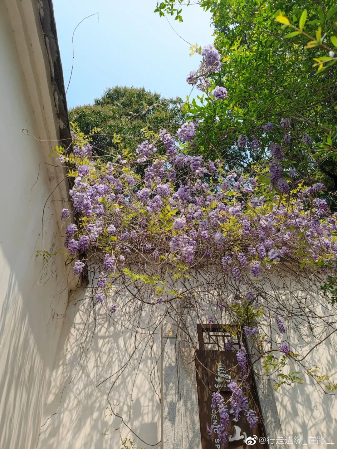 四月，快来赏紫藤萝“瀑布”！