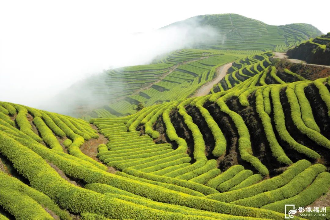 福州最美茶山在哪里？