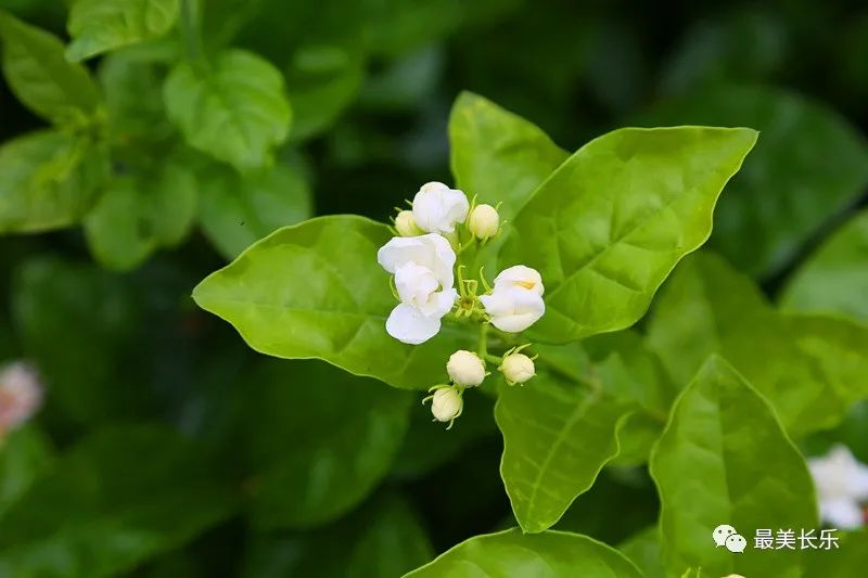 全国最大！长乐这户“文明家庭”，茉莉花茶四代飘香……