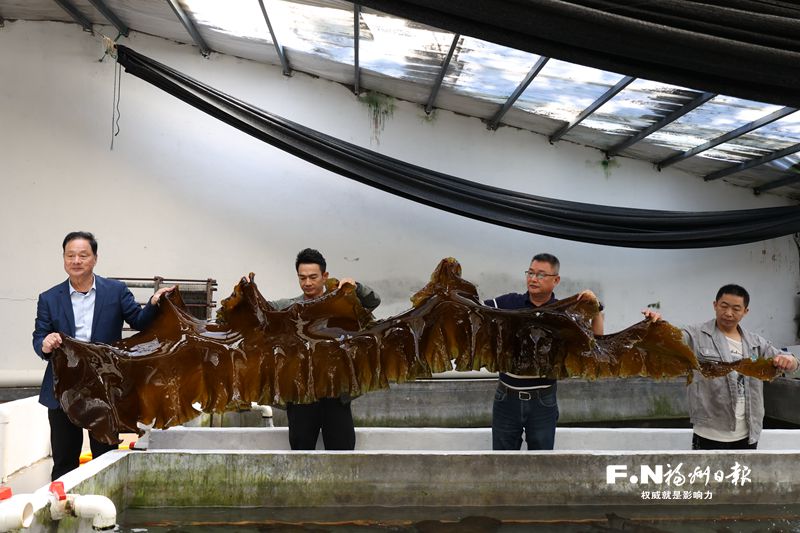 “克隆”海带苗在连江试种成功 单株身长达5米重3.8公斤