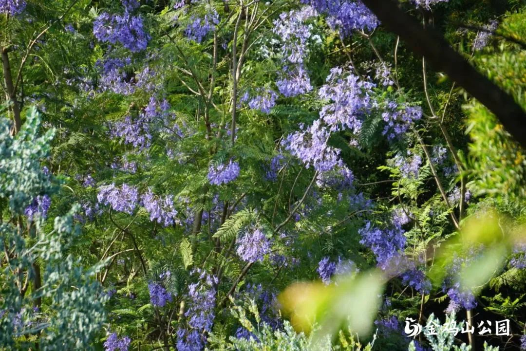 初夏金鸡山公园 繁花绿叶绘就油画般的莫奈花园