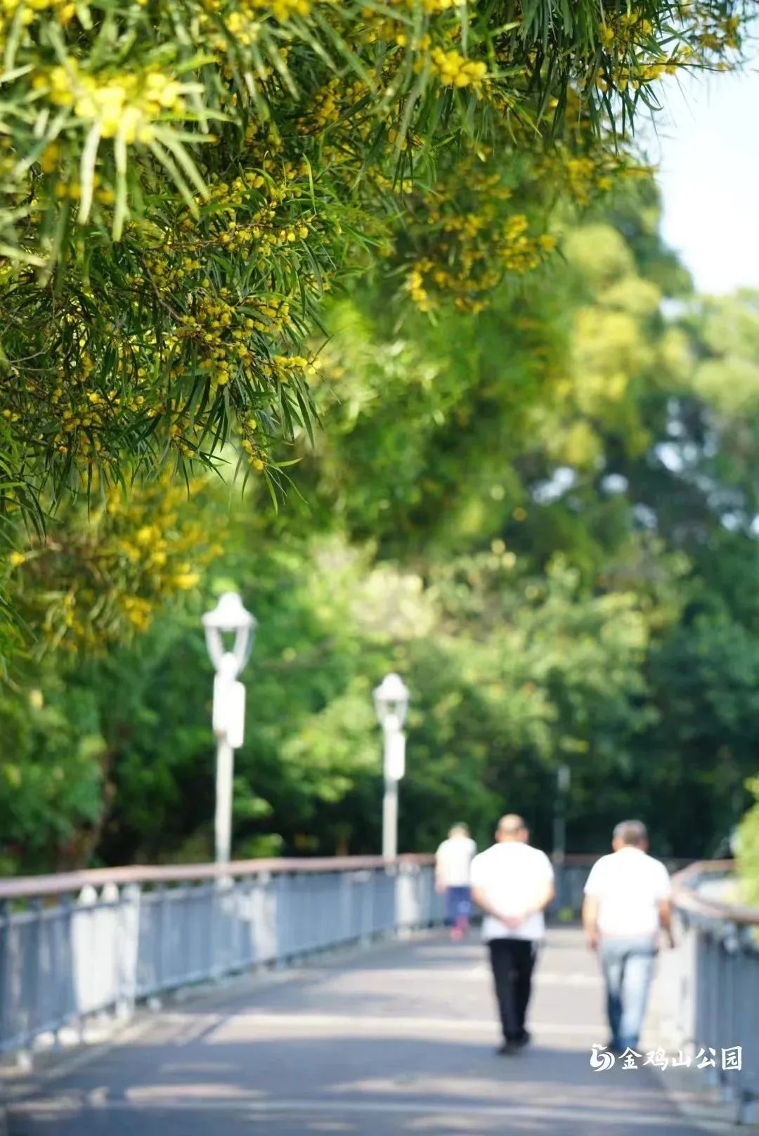 初夏金鸡山公园 繁花绿叶绘就油画般的莫奈花园