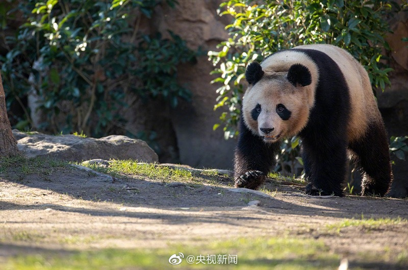 欢迎回家！旅法大熊猫圆梦即将回国