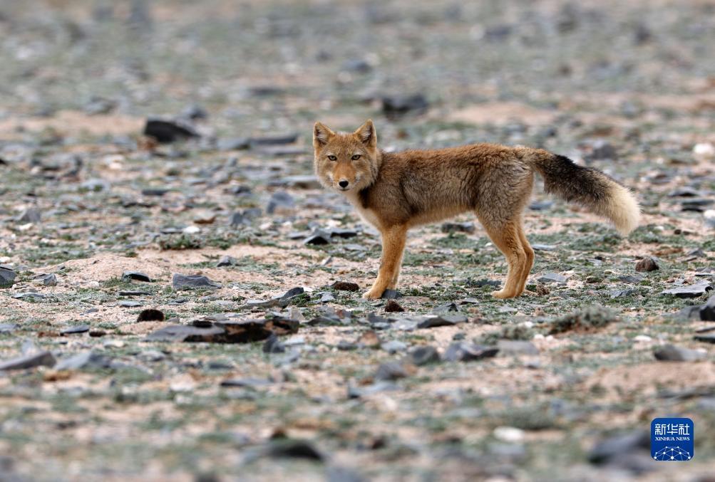 野性之美——阿尔金山国家级自然保护区野生动物图鉴