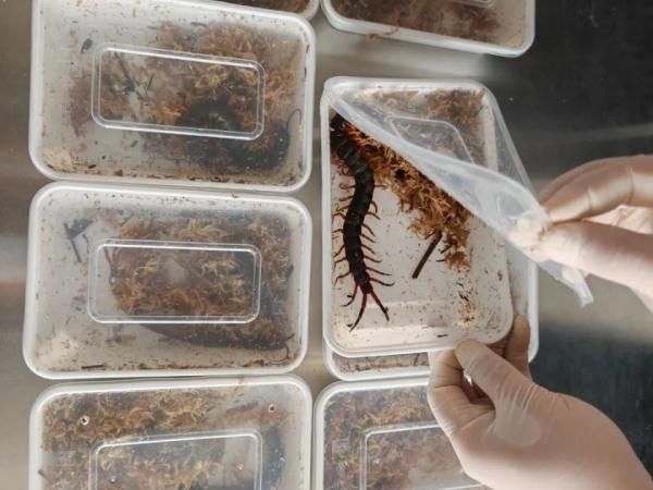 北京海关查获10只活体巨人蜈蚣，成虫有人类半只胳膊长