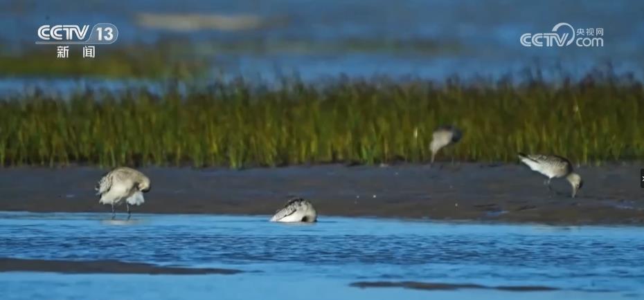 中华凤头燕鸥与黑颈鹤频频现身自然保护区