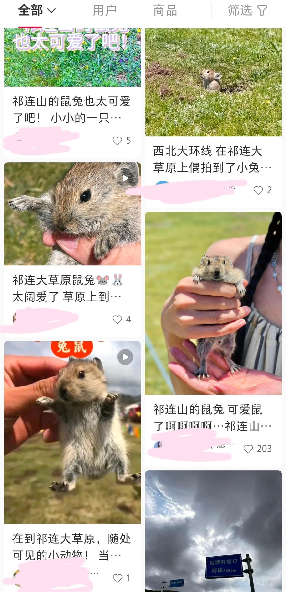 祁连山草原游客手抓鼠兔拍照，疾控部门提醒危险
