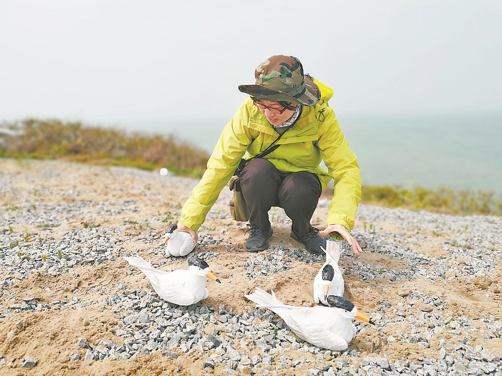 20年坚守，福建观鸟爱好者们追寻和保护“神话之鸟”中华凤头燕鸥