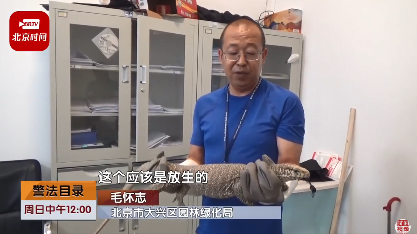 北京大兴出现一只一米长巨型蜥蜴 专家：这只是被放生的