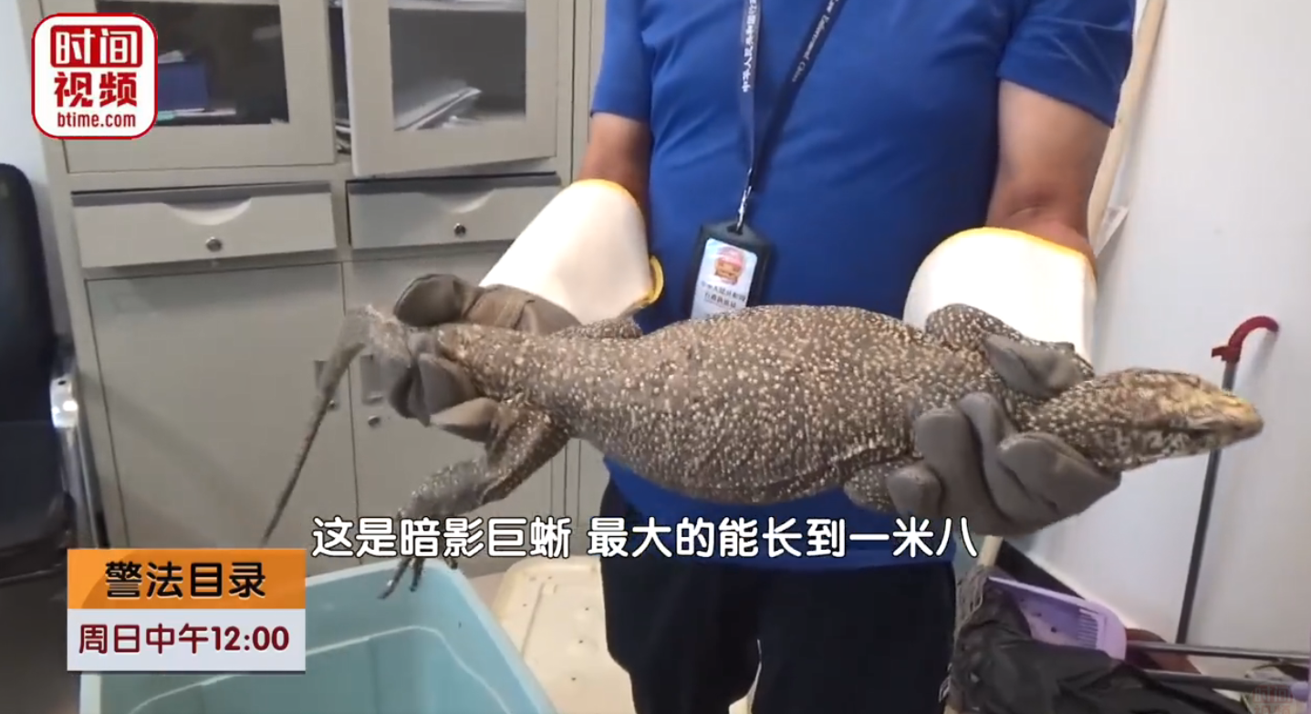 北京大兴出现一只一米长巨型蜥蜴 专家：这只是被放生的