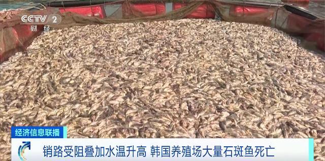 销路受阻叠加水温升高 韩国石斑鱼大量死亡