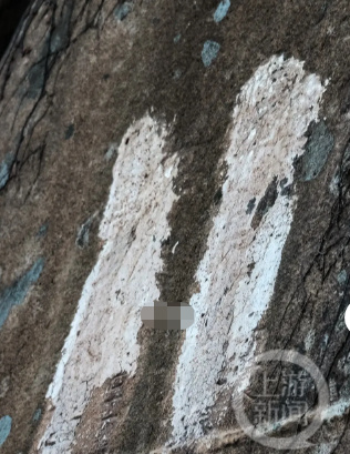 青岛一处有重要史料价值石刻遭水泥涂抹 官方回应