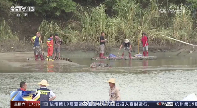 广东茂名出逃鳄鱼仍有5条正在搜捕中，已抓回66条