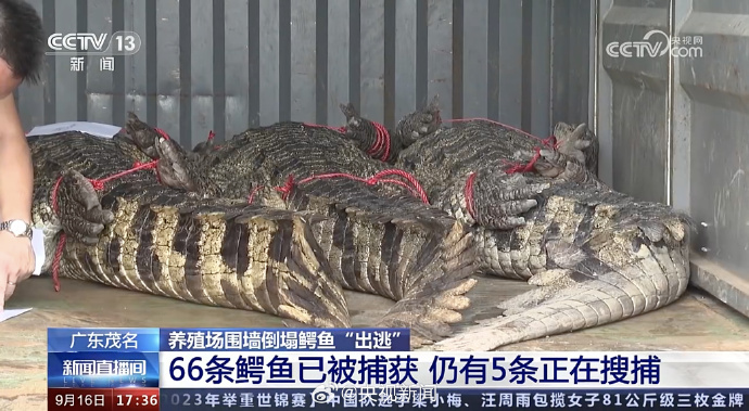 广东茂名出逃鳄鱼仍有5条正在搜捕中，已抓回66条