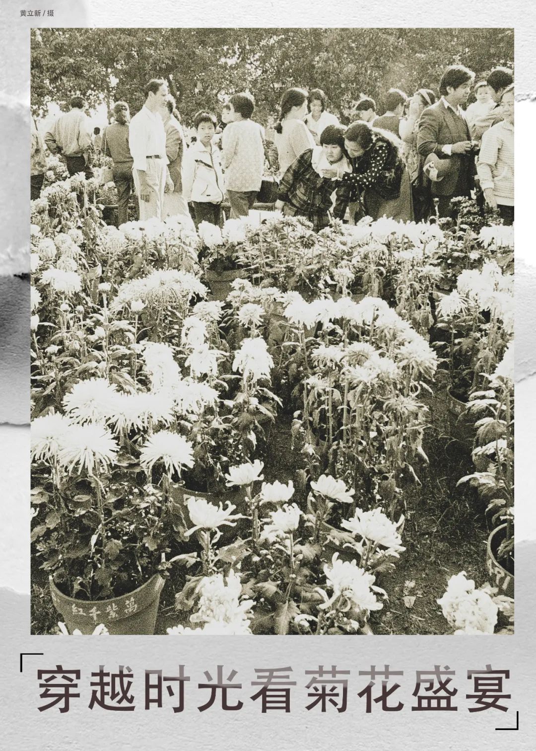 百年前的西湖公园菊展是什么样的？