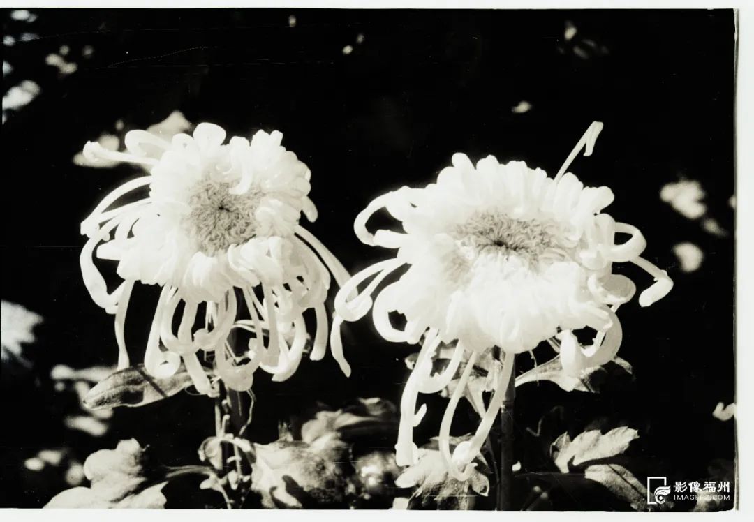 百年前的西湖公园菊展是什么样的？