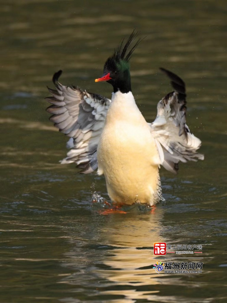 永泰大樟溪“鸟中大熊猫”中华秋沙鸭种群数量突破历史之最