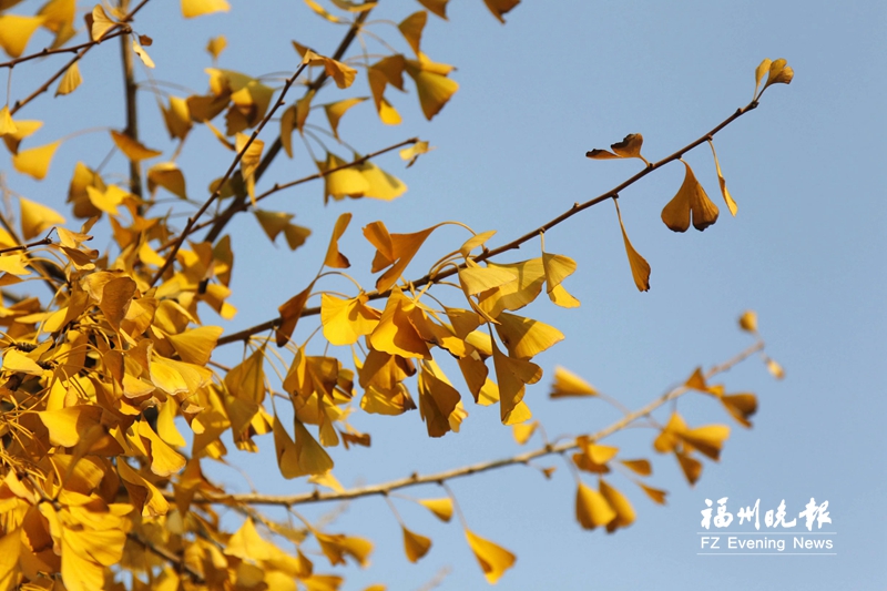 这绚烂如秋的斑斓 恰是福州冬日的温柔