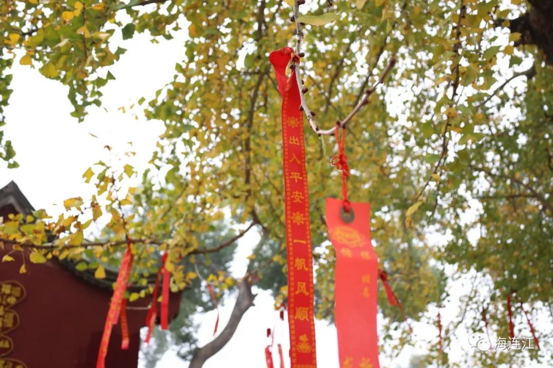 五百年“网红”银杏树藏在连江？ 美得正当时!