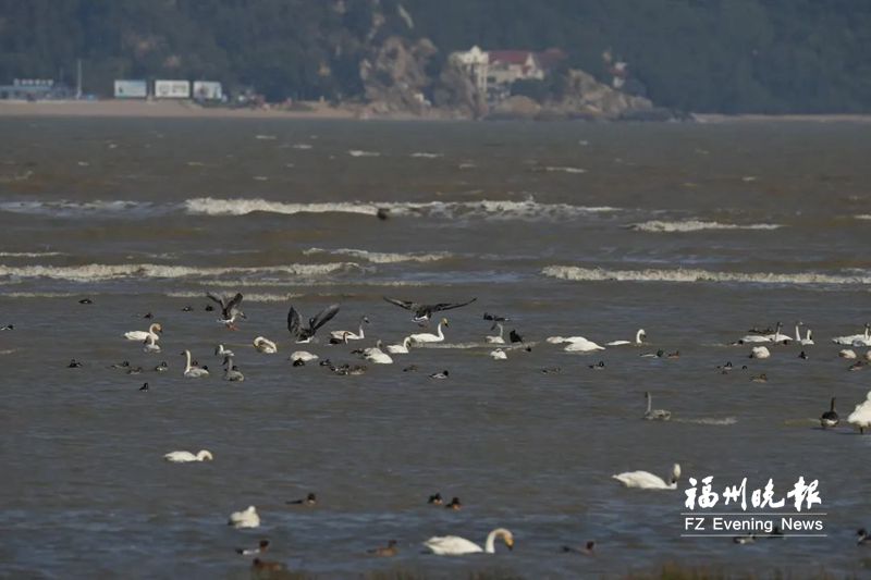 闽江河口湿地观测到145只鸿雁