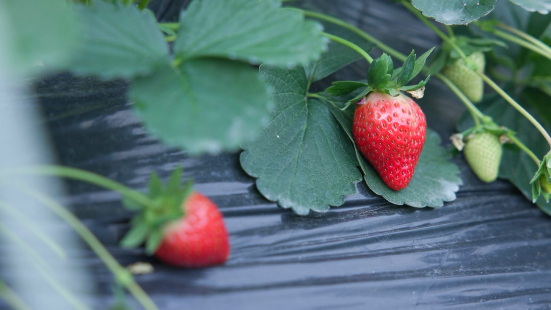 罗源：冬日小“莓”好  草莓采摘正当时